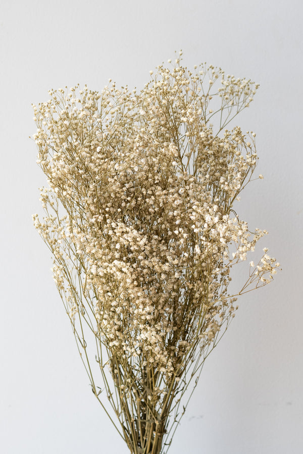 Gypsophila Paniculata Natural Preserved Bunch in front of white background
