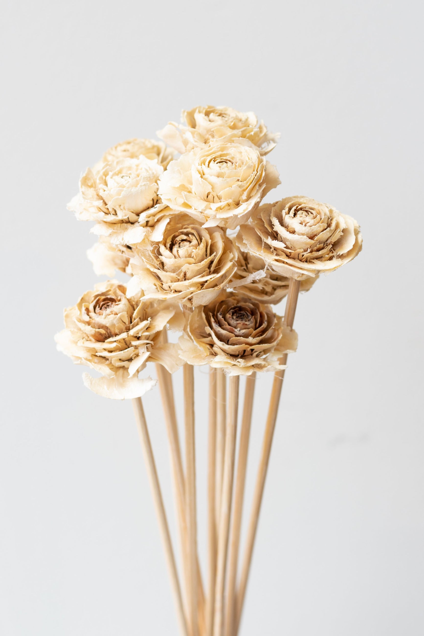 Cedar Rose Bleached Pastel Preserved Bunch in front of white background ©Sprout Home