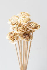Cedar Rose Bleached Pastel Preserved Bunch in front of white background