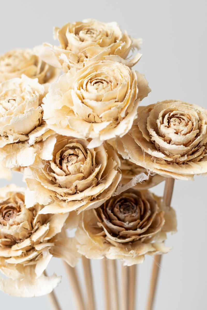 Close up of Cedar Rose Bleached Pastel Preserved Bunch in front of white background