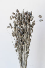 Phalaris Grey Washed Pastel Preserved Bunch in front of white background
