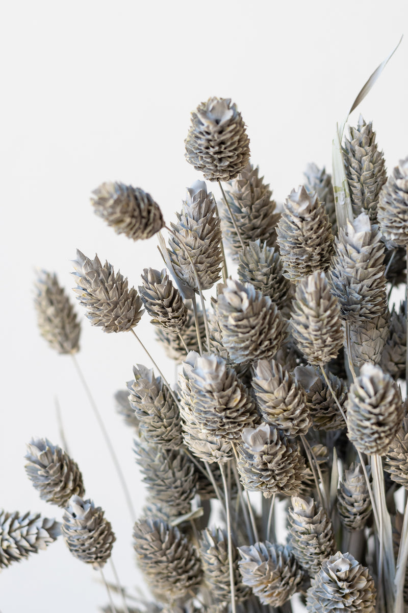 Close up of Phalaris Grey Washed Pastel Preserved Bunch in front of white background