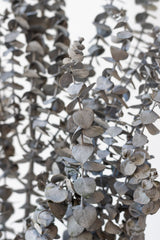 Close up of Eucalyptus Baby Washed Grey Matte Preserved Bunch