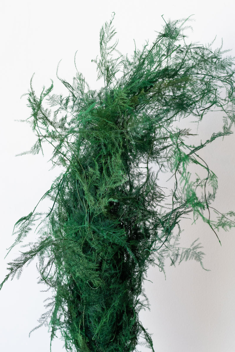 Preserved Natural color Asparagus fern bunch in front of white background