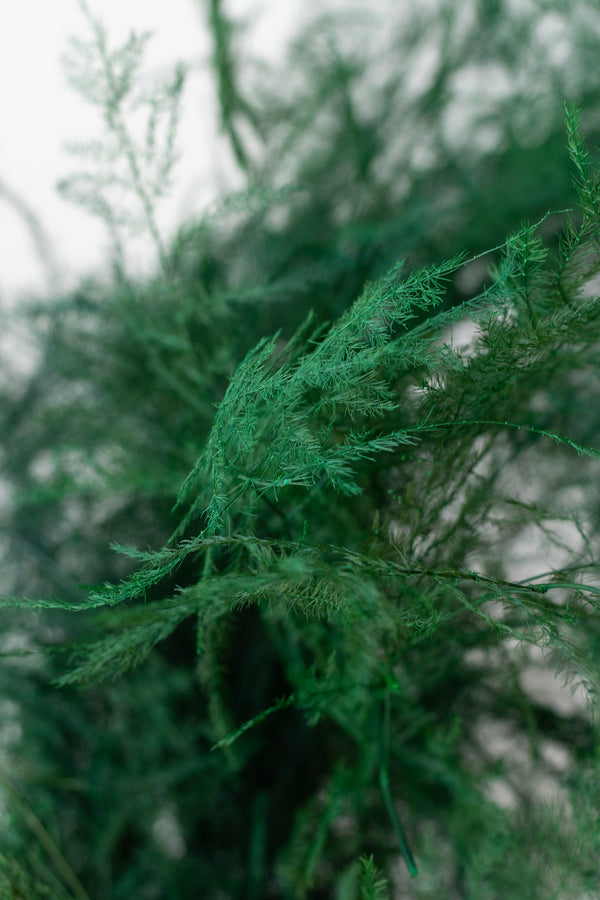 Close up of preserved natural color asparagus fern bunch