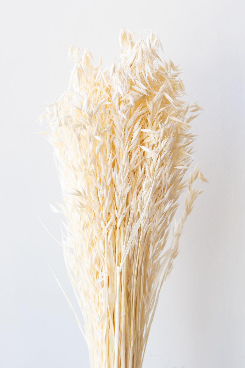 Preserved bunch of bleached avena sativa in front of white background