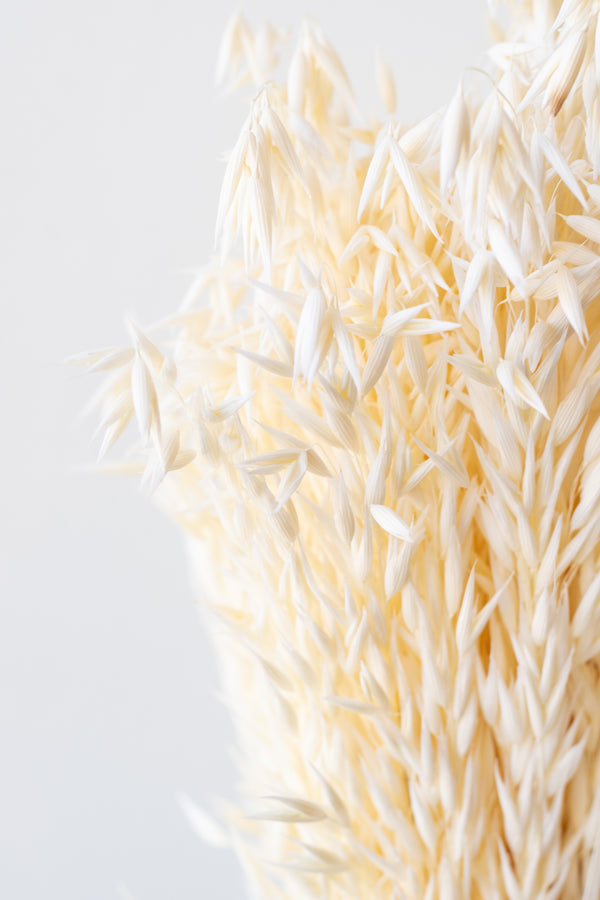 Close up of bleached preserved avena sativa bunch