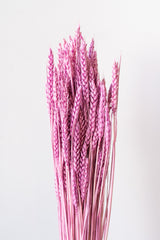 Trigo Mauve Color Preserved Bunch in front of white background
