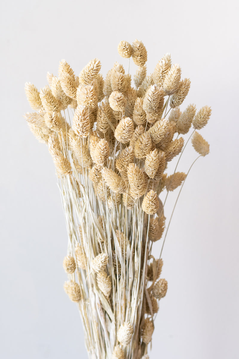 Phalaris White Washed Pastel Preserved Bunch in front of white background