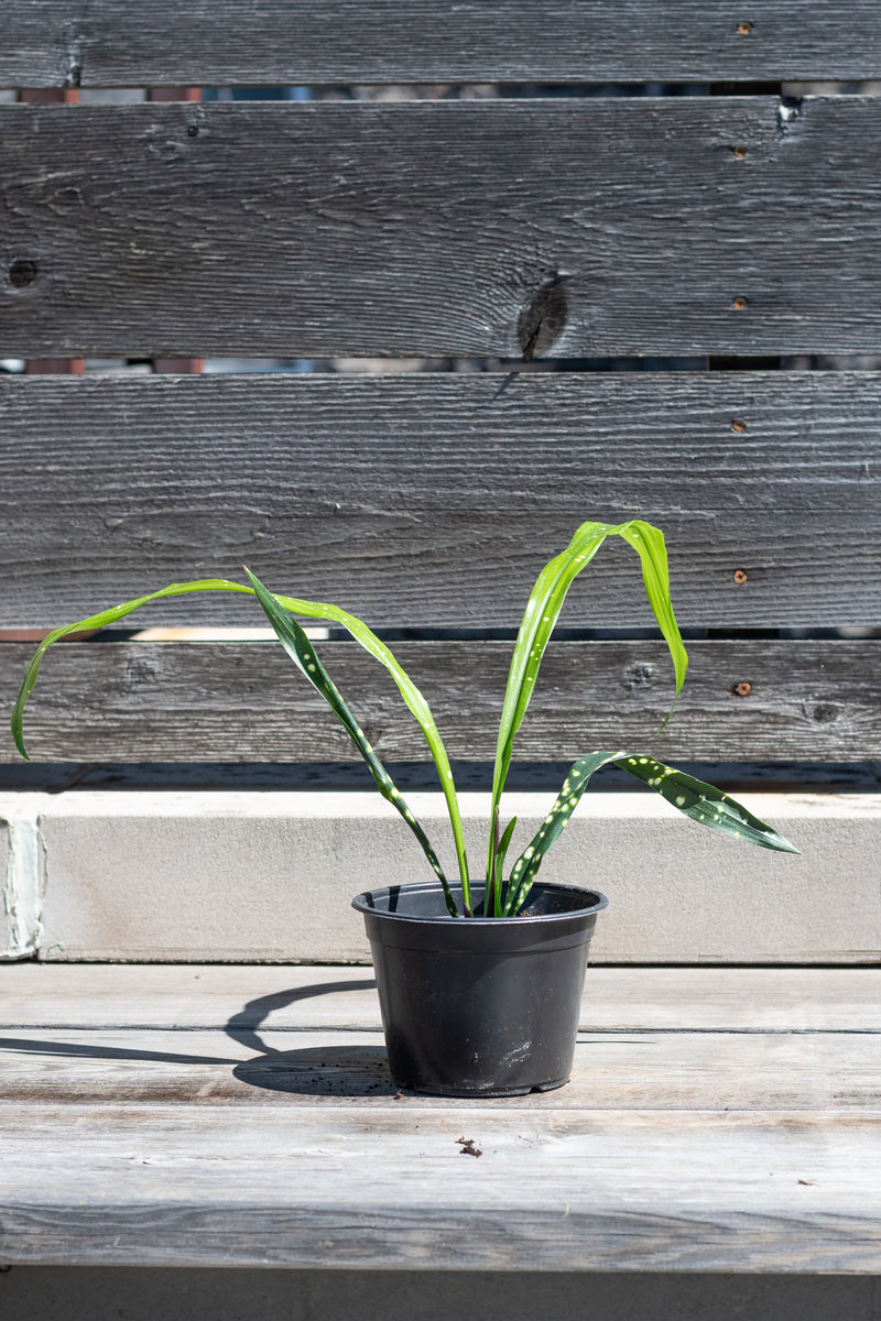 Aspidistra yingjiangensis 'Singapore Sling' in grow pot in front of grey wood background