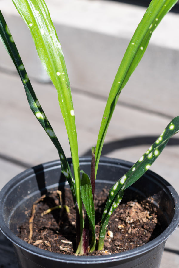 Close up of Aspidistra yingjiangensis 'Singapore Sling' leaves