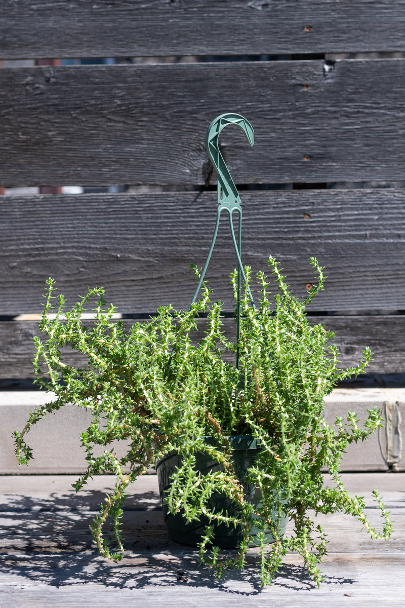 Crassula peploides in hanging grow pot in front of grey wood background