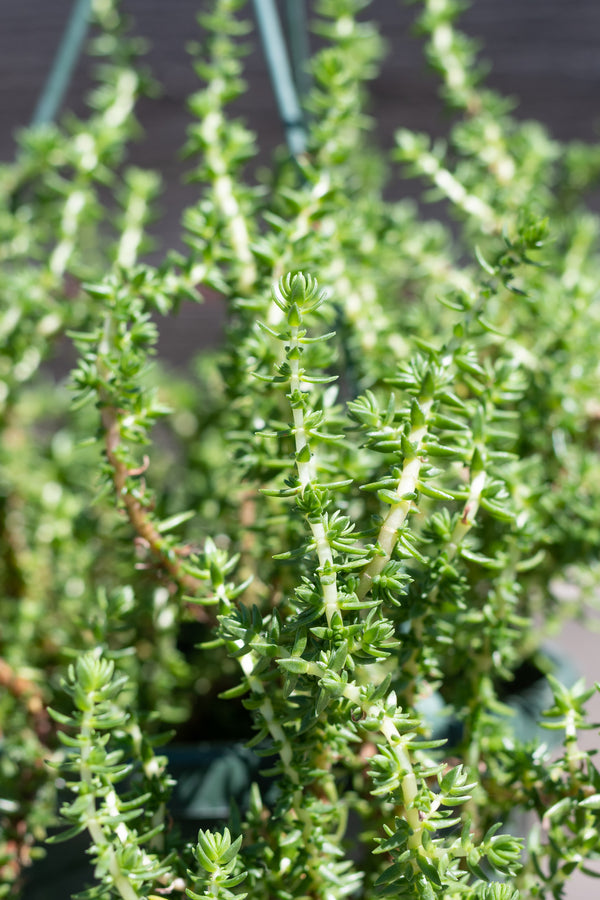 Close up detail of Crassula peploides 