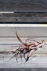 Tillandsia capitata 'Maroon' on grey wood surface in front of grey wood background