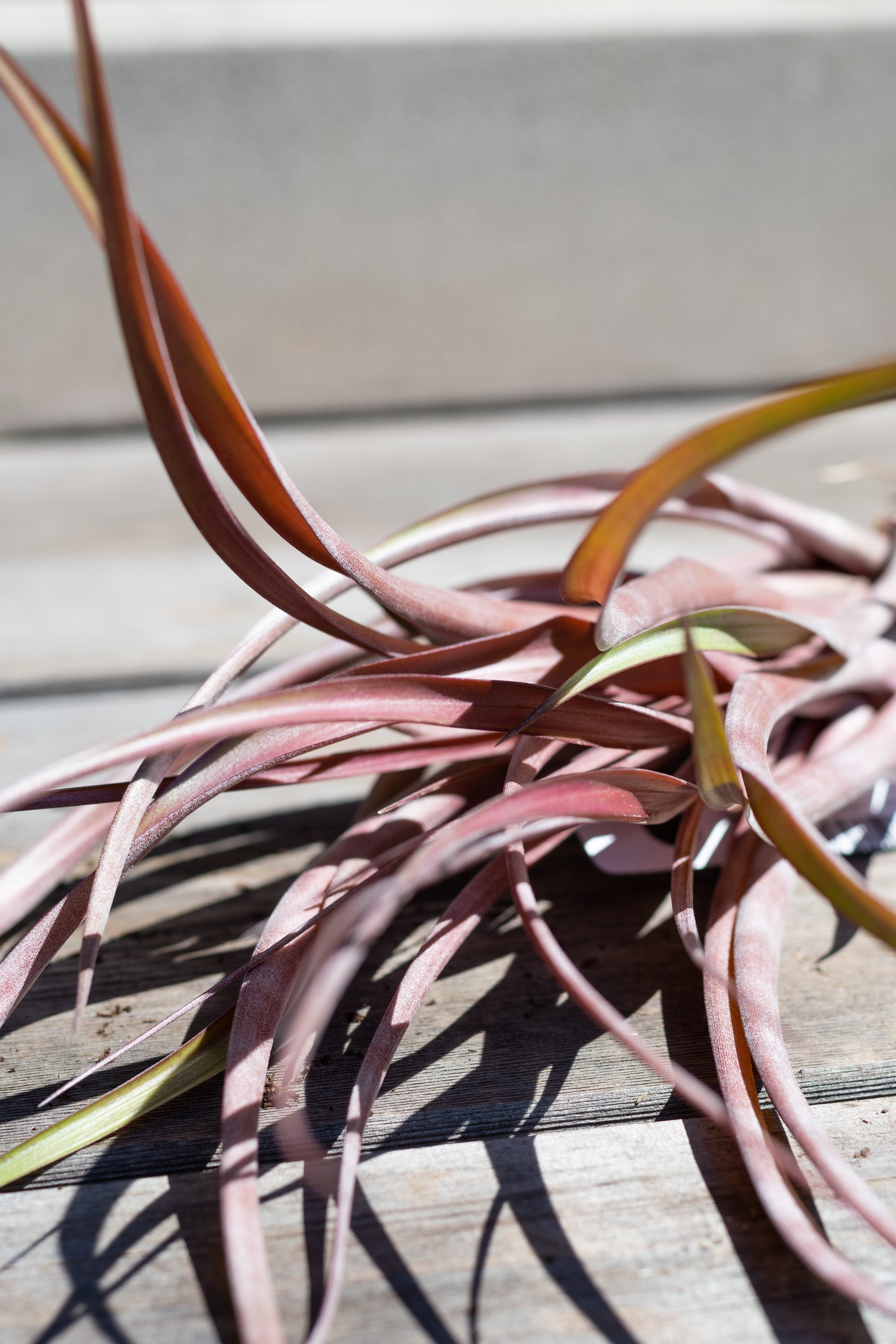 Close up of Tillandsia capitata 'Maroon' on grey wood surface
