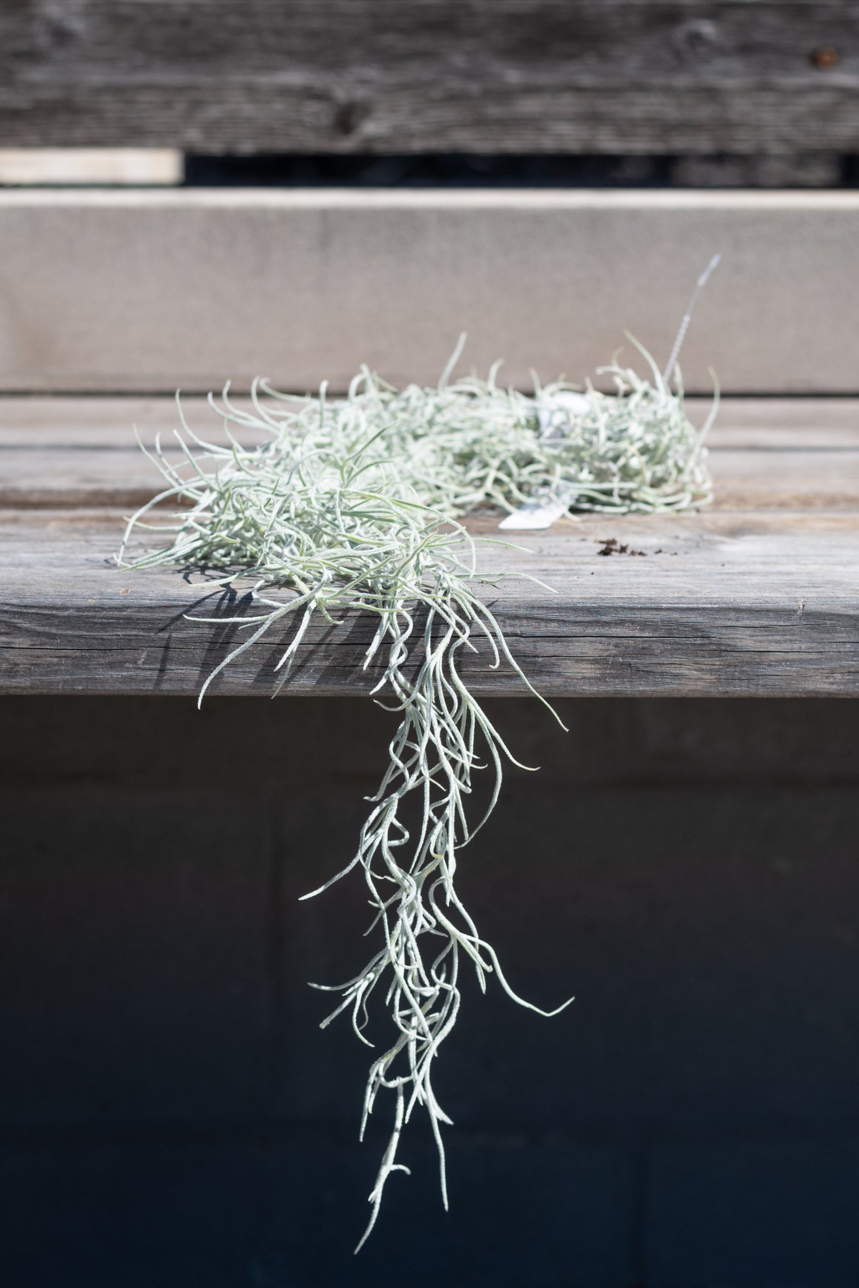 Close up of tillandsia usenoides draping off grey wood surface ©Sprout Home