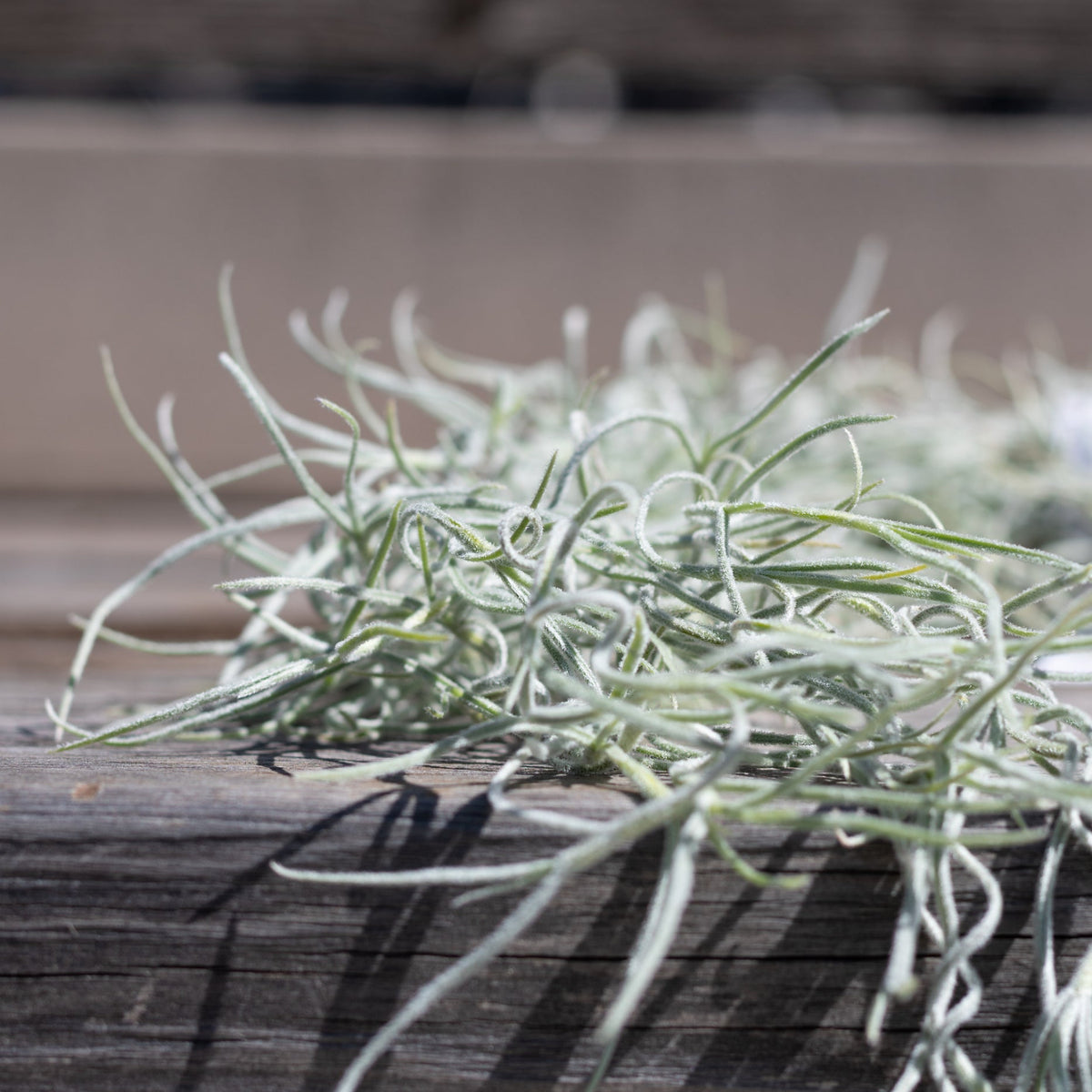 tillandsia usneoides air plant Tillandsia usneoides at SPROUT HOME