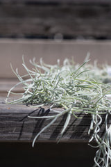 Tillandsia usenoides chiapas "Spanish Moss" spread out on grey surface in front of grey background