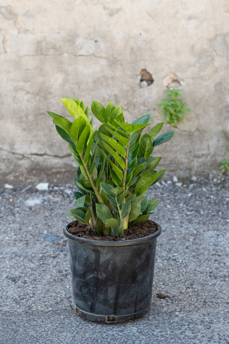 Zamioculcus zamifolia in grow pot in front of concrete background