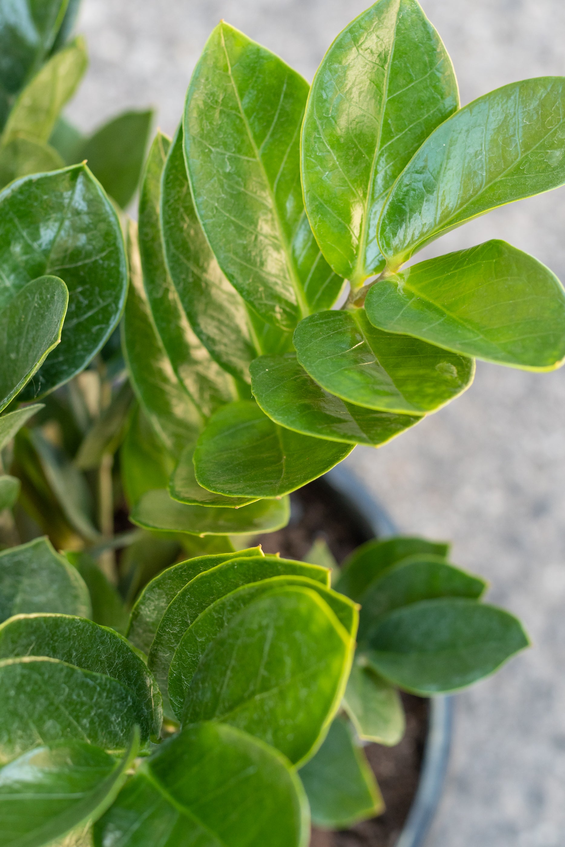 Close up of Zamioculcas Zamifolia "zz plant" leaves