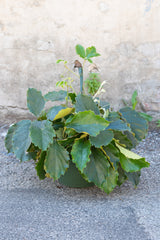 Tetrastigma voinierianum "Chestnut Vine" in grow pot in front of concrete wall