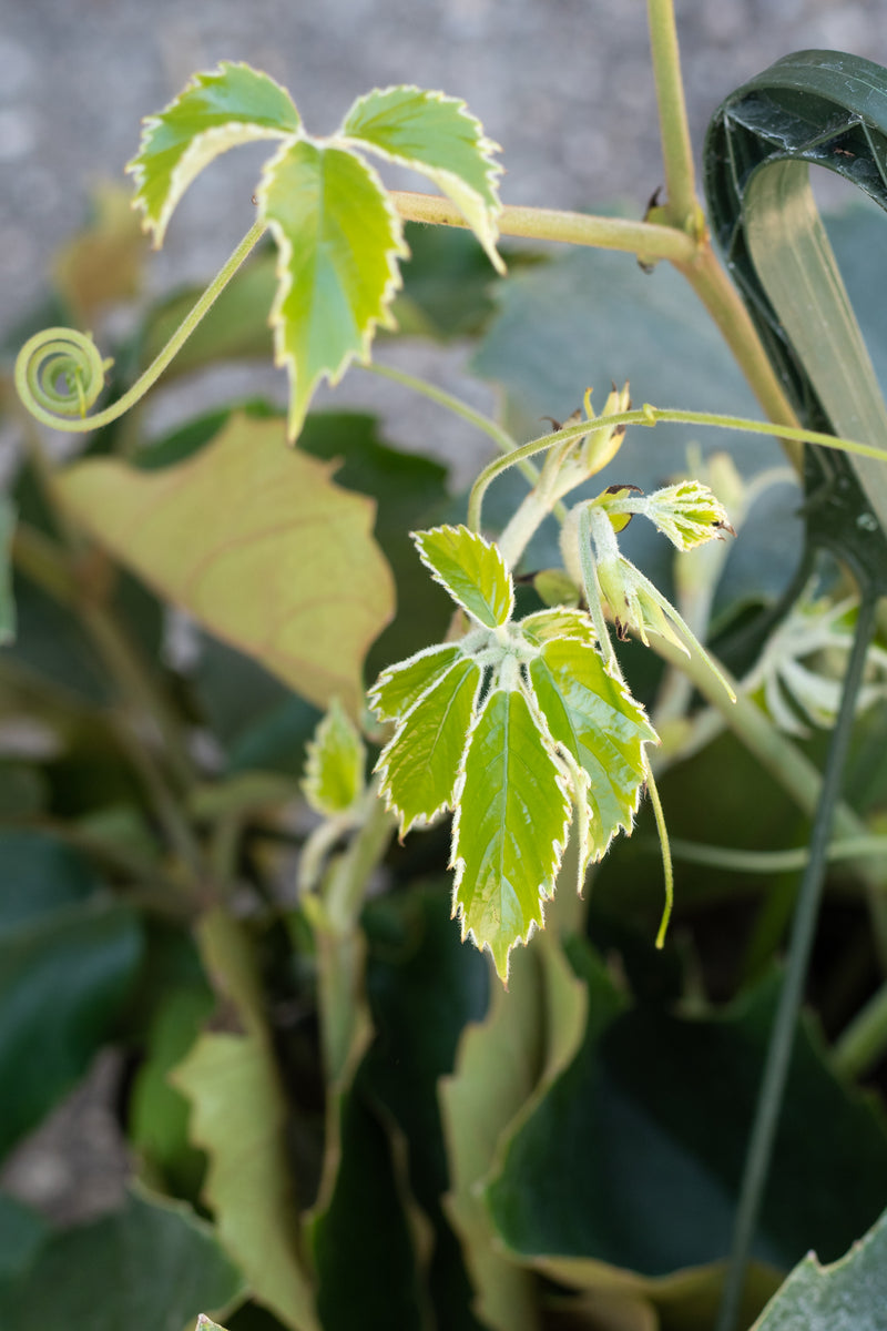 Close up of Tetrastigma voinierianum "Chestnut Vine" new leaves