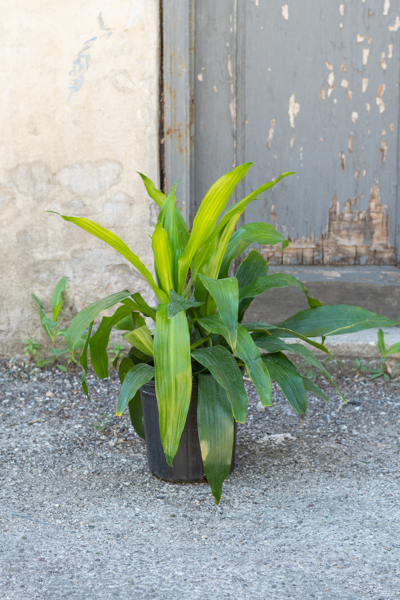 Dracaena 'Janet Craig' in grow pot in front of concrete wall