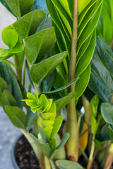 Close up of Zamioculcas Zamifolia "zz plant" leaves