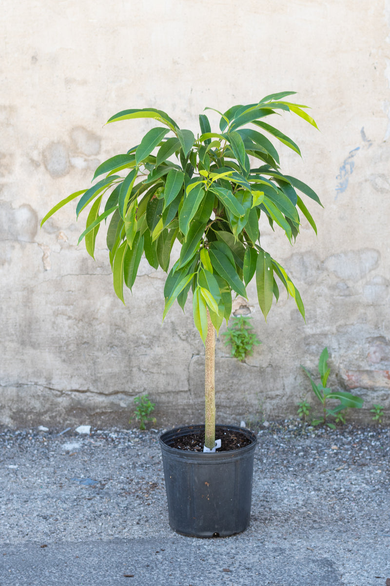 Ficus maclellandii 'Amstel King' in grow pot in front of concrete wall