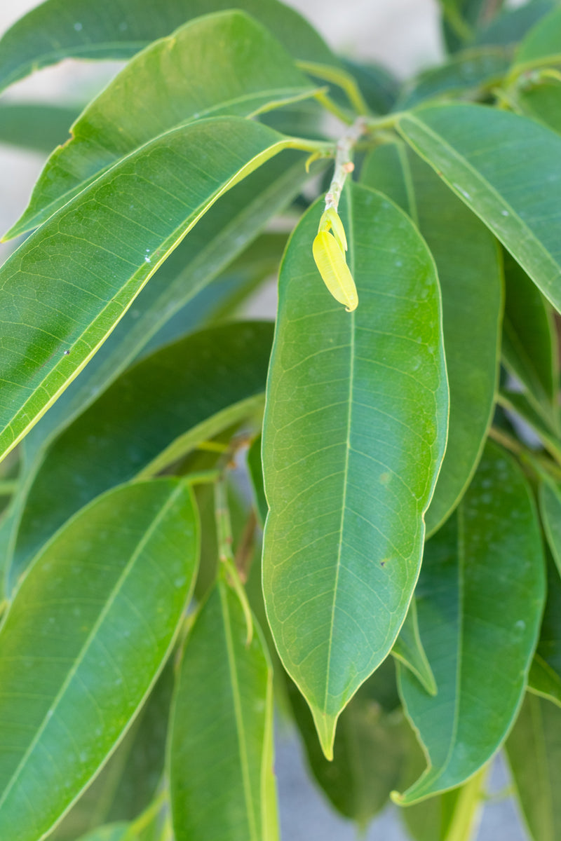 Close up of Ficus maclellandii 'Amstel King' leaves