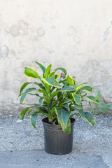Dracaena deremensis 'Dorado' in grow pot in front of concrete wall