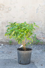 Coffea arabica "Coffee Tree" in grow pot in front of grey concrete wall