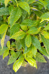 Close up of Coffea arabica "Coffee Tree" leaves