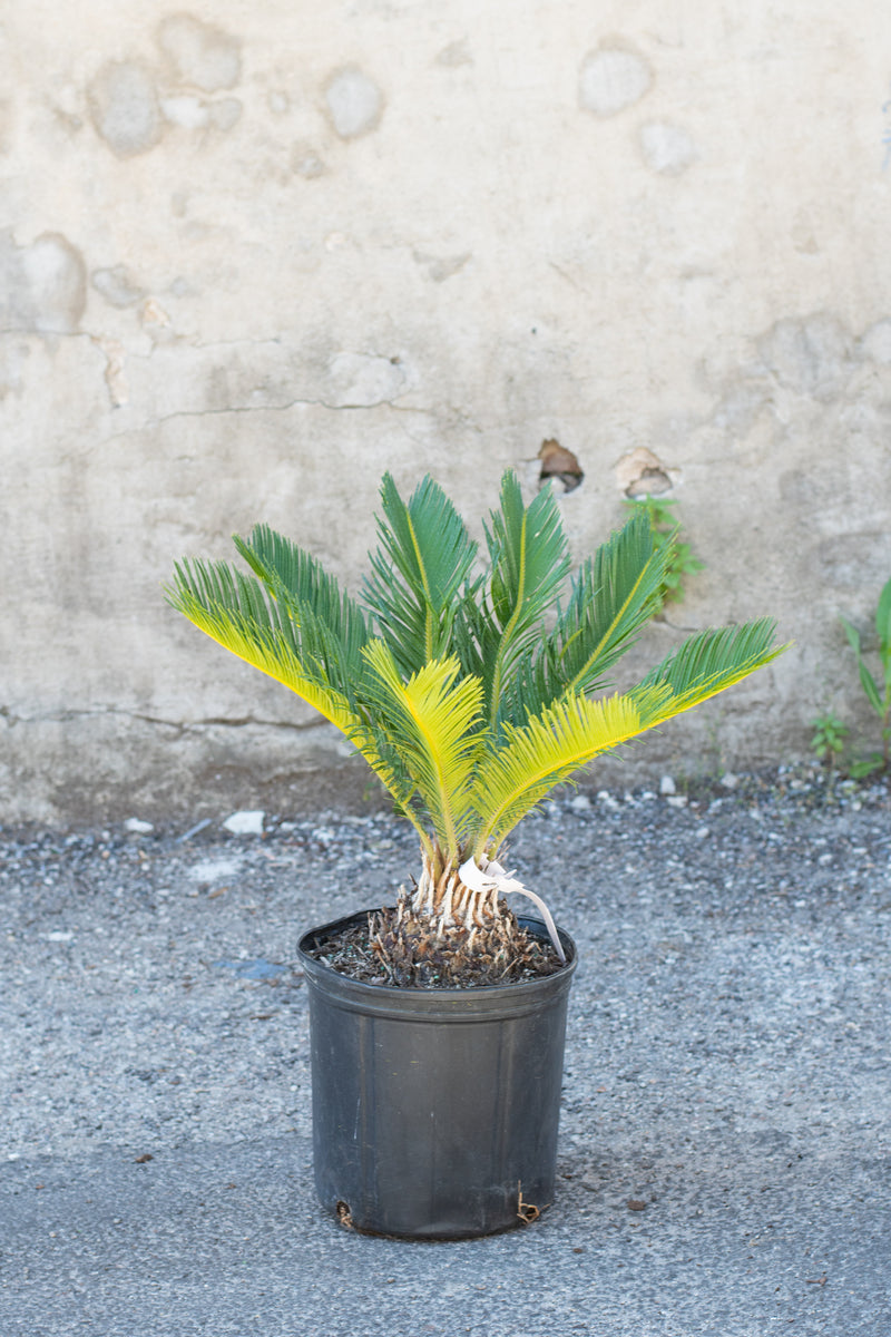 Cycas revoluta "King Sago Palm" in grow pot in front of grey wood background
