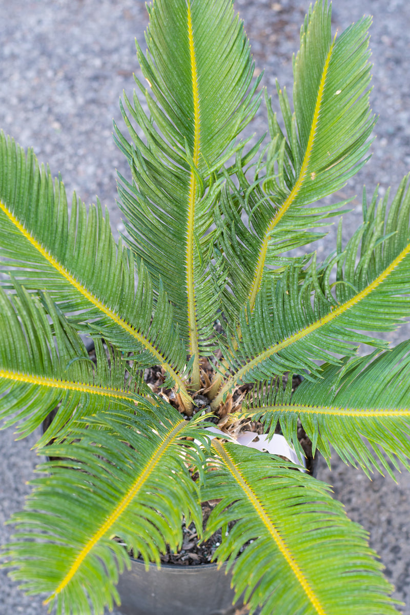 Close up of Cycas revoluta "King Sago Palm" leaves