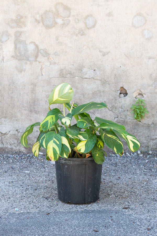 Ctenanthe lubbersiana "Never Never Plant" in grow pot in front of concrete wall