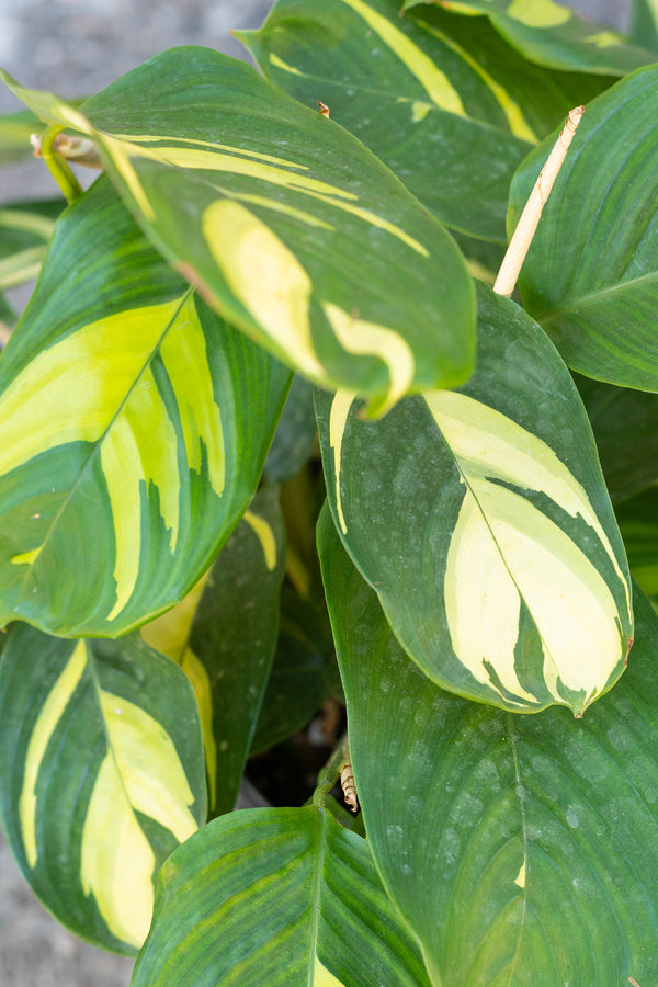 Close up of Ctenanthe lubbersiana "Never Never Plant" leaves