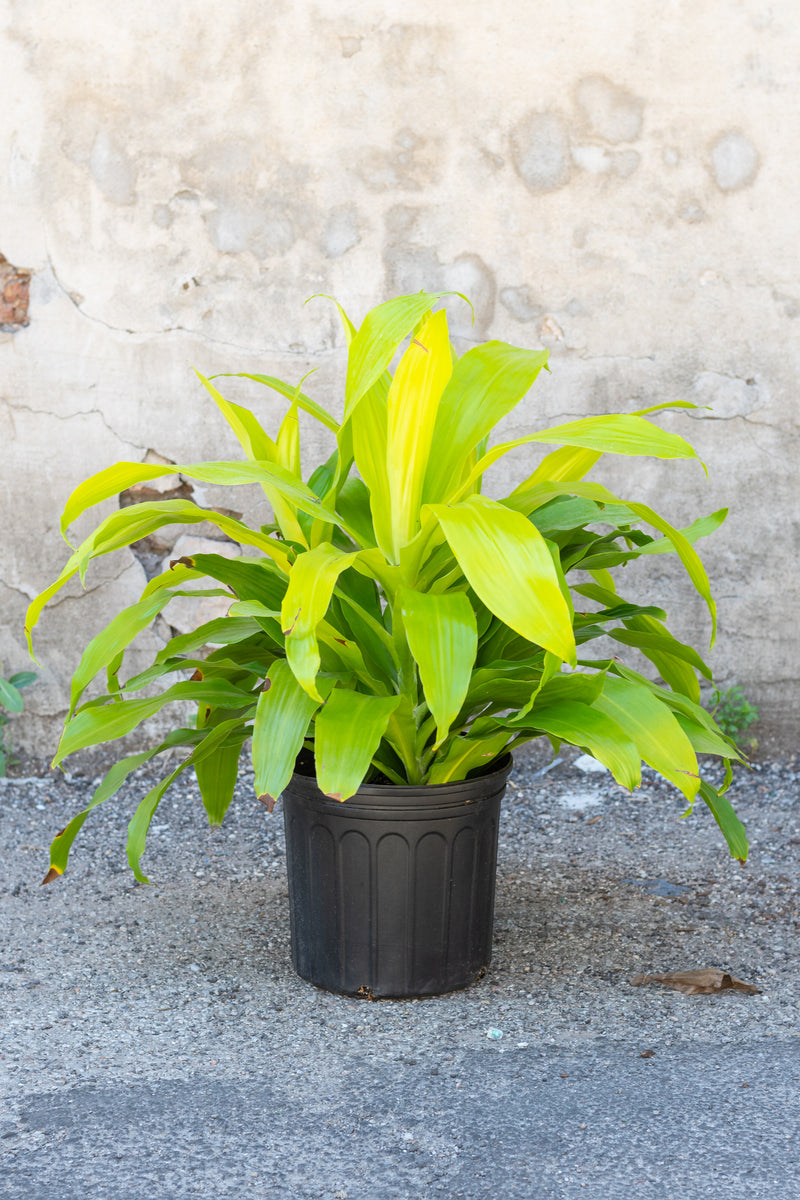 Dracaena fragrans 'Limelight' tips in grow pot in front of grey concrete wall