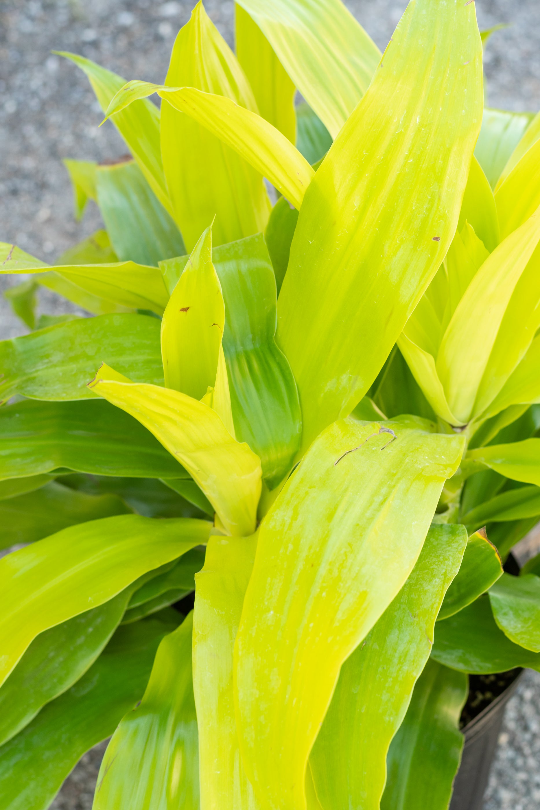 Close up of Dracaena fragrans 'Limelight' leaves