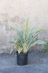 Sansevieria sayuri in grow pot in front of grey concrete wall