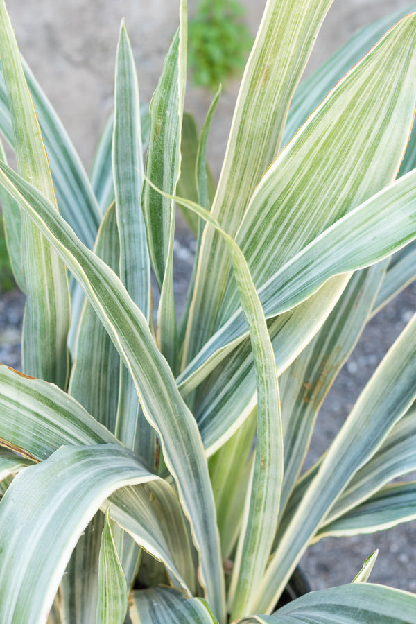 Close up of Sansevieria sayuri leaves