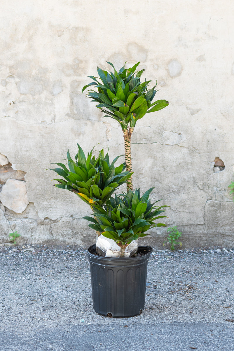 Multi-cane Dracaena 'Janet Craig Compacta' in grow pot in front of grey concrete background