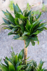 Close up of Dracaena 'Janet Craig Compacta' cane and foliage