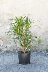 Dracaena marginata character stump in grow pot in front of grey concrete background