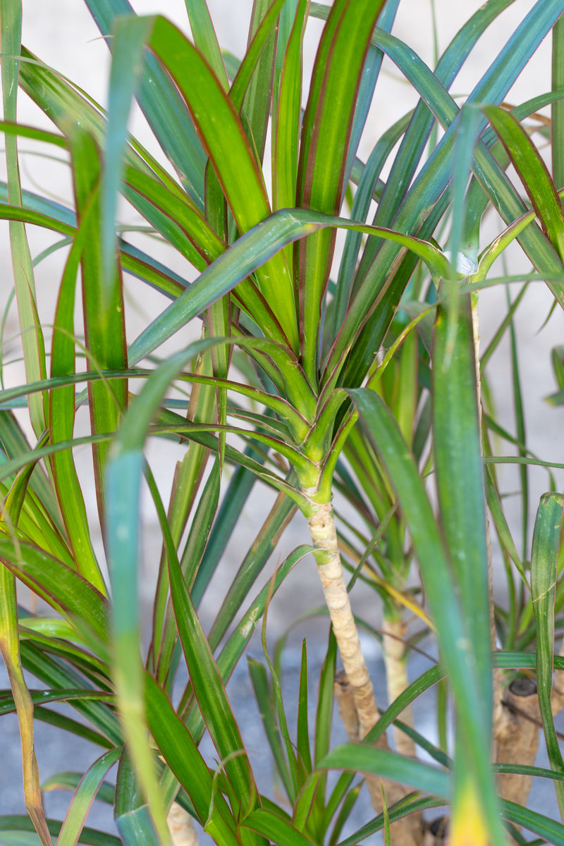 Close up of Dracaena marginata leaves