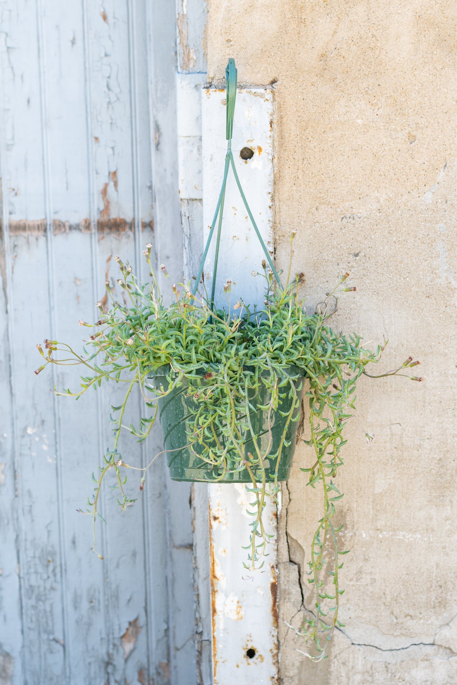 Senecio "String of Dolphins" in hanging grow pot in front of grey concrete background ©Sprout Home