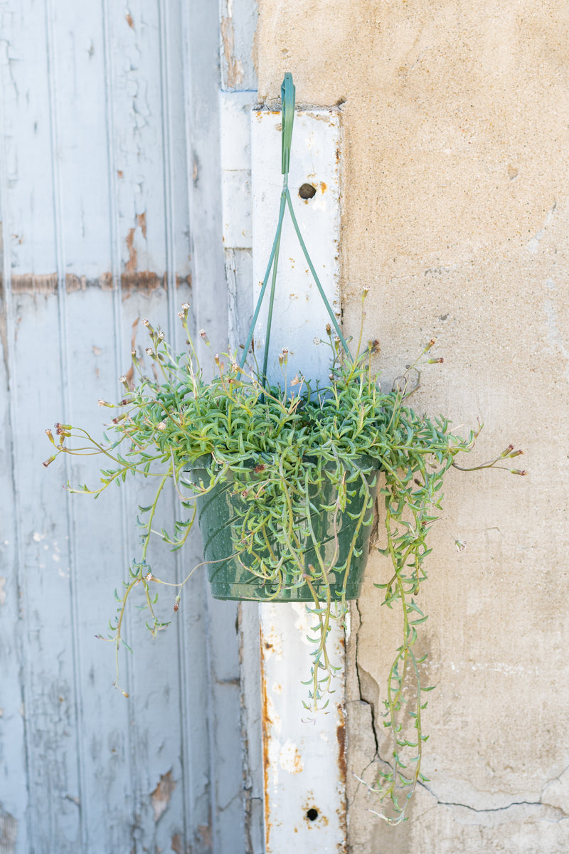 Senecio "String of Dolphins" in hanging grow pot in front of grey concrete background