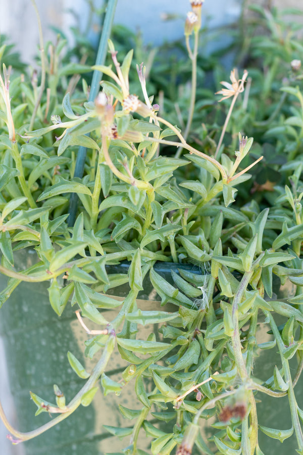 Close up of Senecio "String of Dolphins" vines