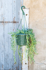 Senecio radicans "Fish Hooks" in hanging grow pot in front of grey concrete background