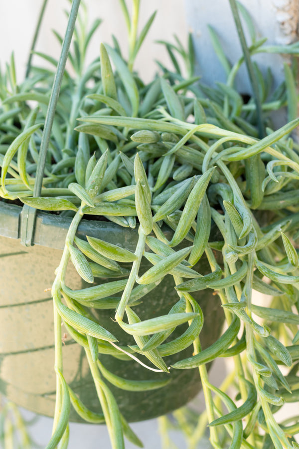 Close up of Senecio radicans "Fish Hooks" vines